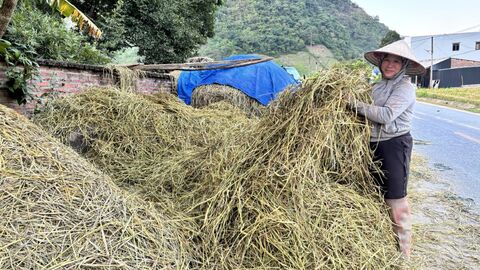 NHÂN DÂN KHOEN ON CHỦ ĐỘNG TÍCH TRỮ RƠM RẠ SAU THU HOẠCH