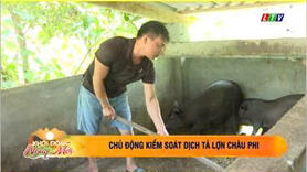 Chủ động kiểm soát dịch tả Lợn Châu Phi