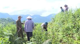 Trồng Lê xen chè tại bản Hua Đán xã Khoen On