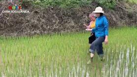 NHÂN DÂN XÃ KHOEN ON TÍCH CỰC CHĂM SÓC LÚA