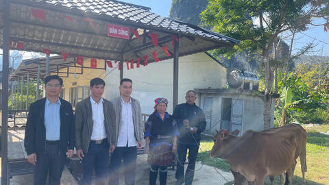 Bàn giao 24 con bò giống cho 12 hộ dân từ Chương trình MTQG phát triển KT-XH vùng đồng bào DTTS năm 2025